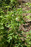 Tall thimbleweed